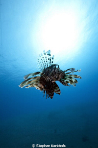 Lionfish free out in the blue. by Stephan Kerkhofs 
